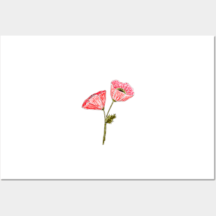 Poppy flowers Posters and Art